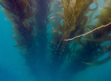 Ocean beach magjc seaweed
